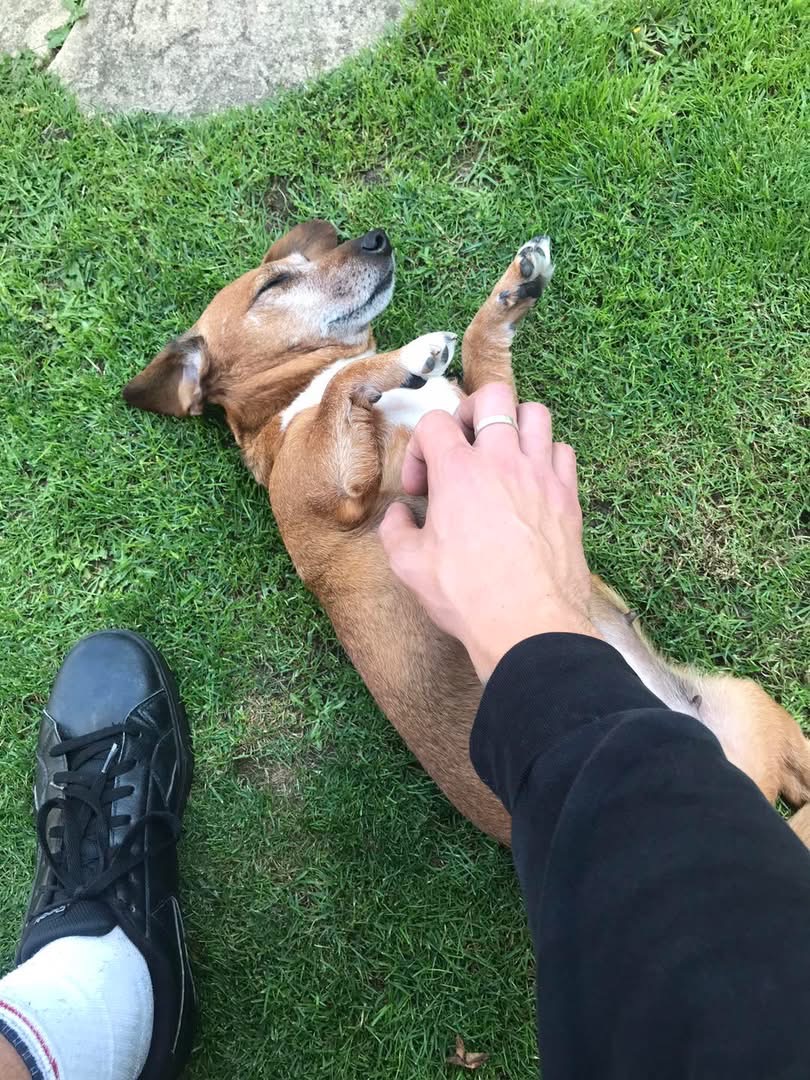 Willow the dog relaxing on the lawn by the river